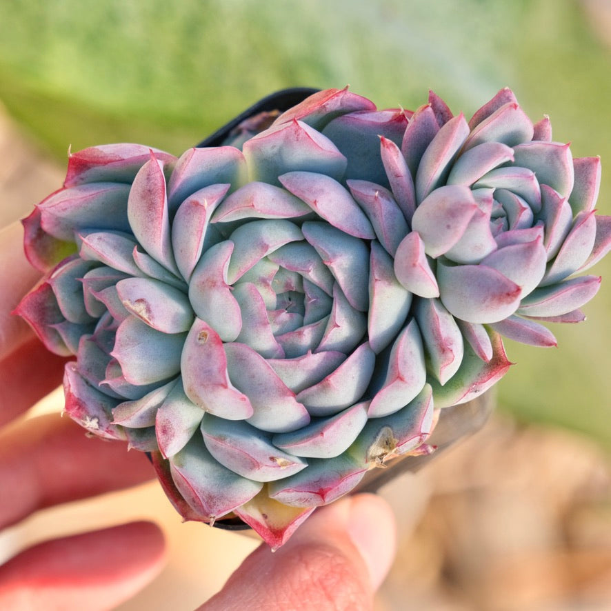 Echeveria Queen Rose Korean Succulent Plant
