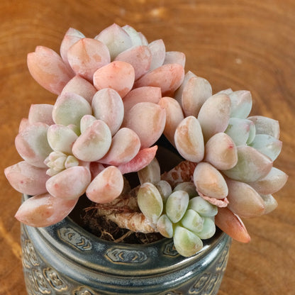 Graptoveria Amor Fati cluster Imported Succulent Plant