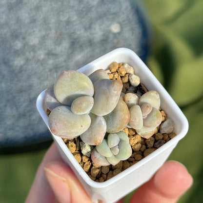 Pachyphytum werdermanii babies Korean Succulent Plant