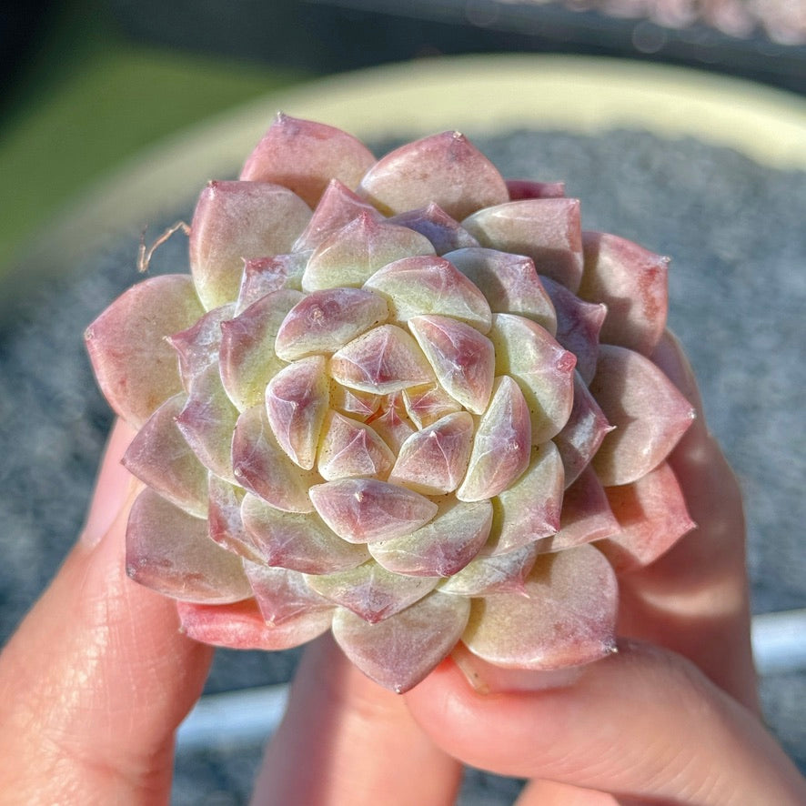 Echeveria Amber Succulent Plant A