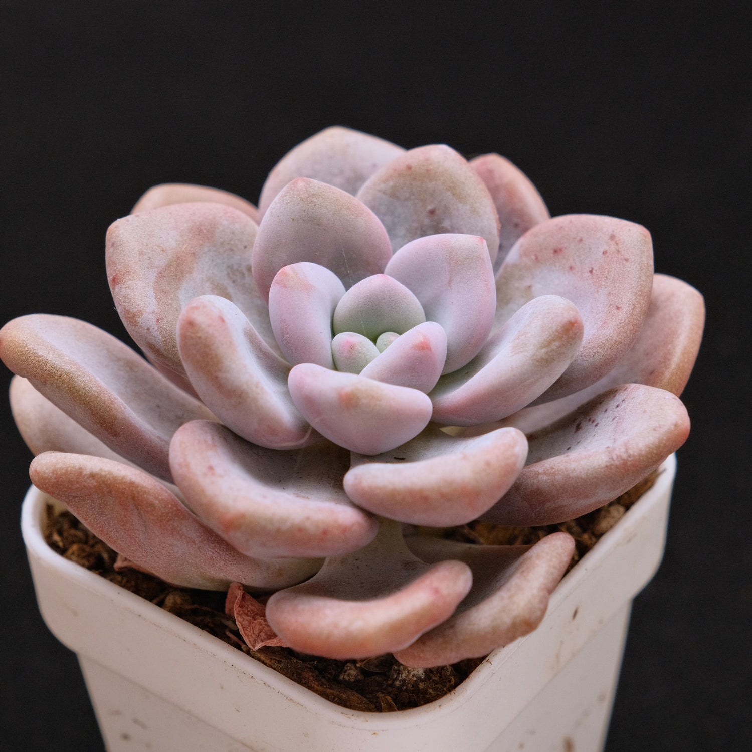 Graptoveria Queens Ball Korean Succulent Plant Air Magic hybrid