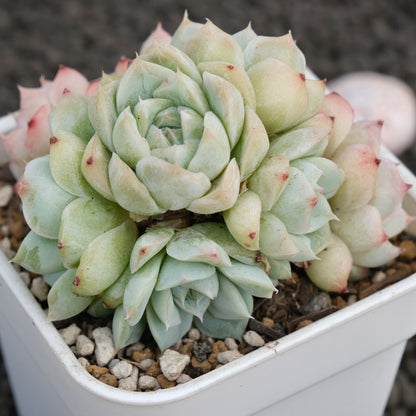 Echeveria Queen&