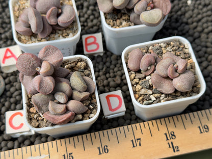 Adromischus &