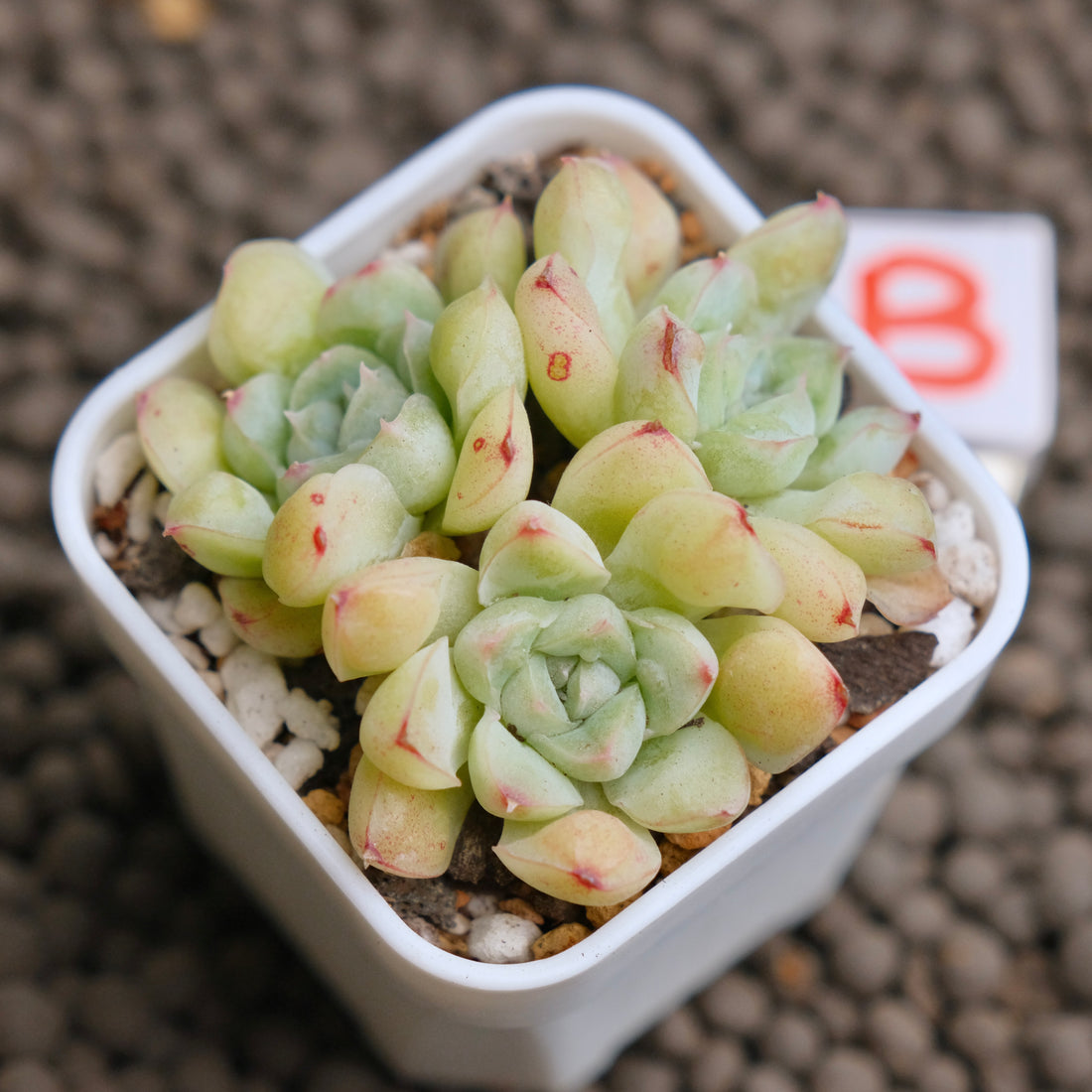 Echeveria Albi Drops cluster Imported Succulent Plant - B