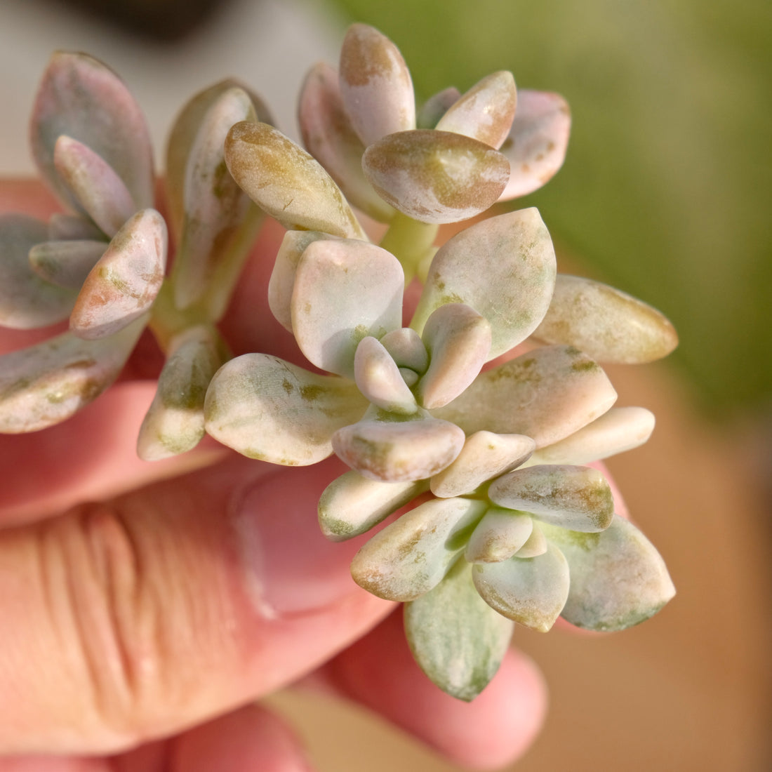 Var Graptophytum Supreme Korean Succulent Plant