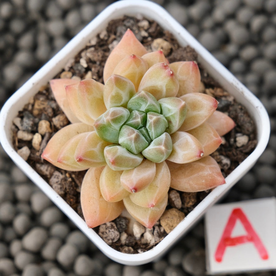 Pachyveria Unicorn Korean Succulent Plant Changhee Hybrid