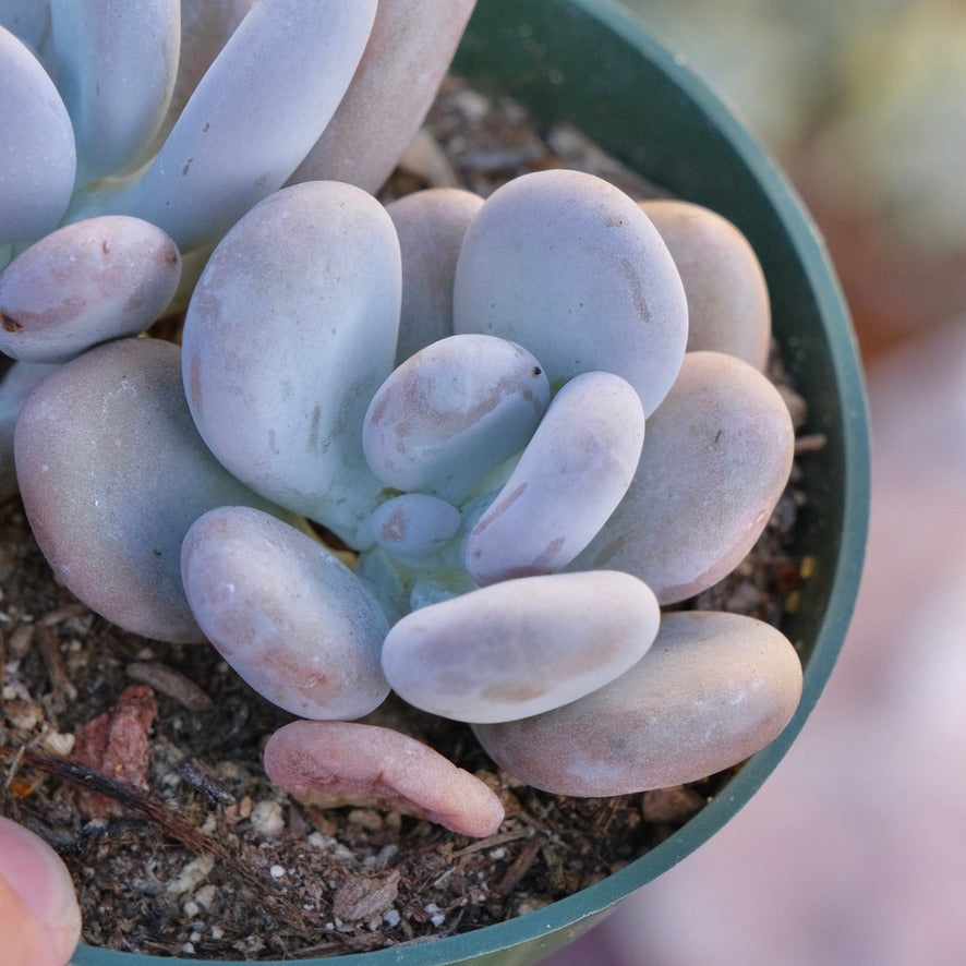 Pachyphytum oviferum Succulent Plant