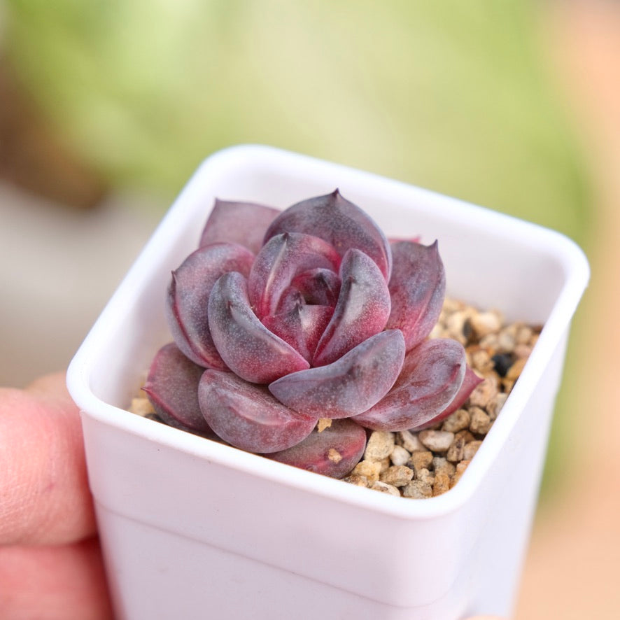 Echeveria Black Pink Korean Succulent Plant Changhee hybrid