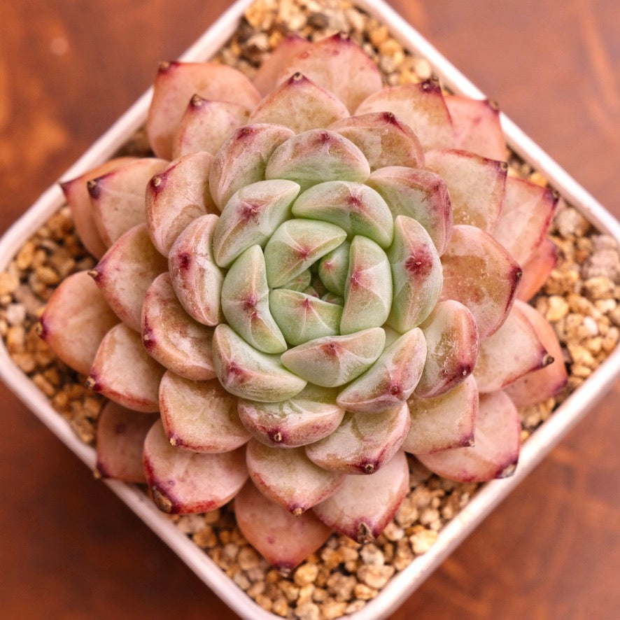 Echeveria Dango Imported Succulent Plant