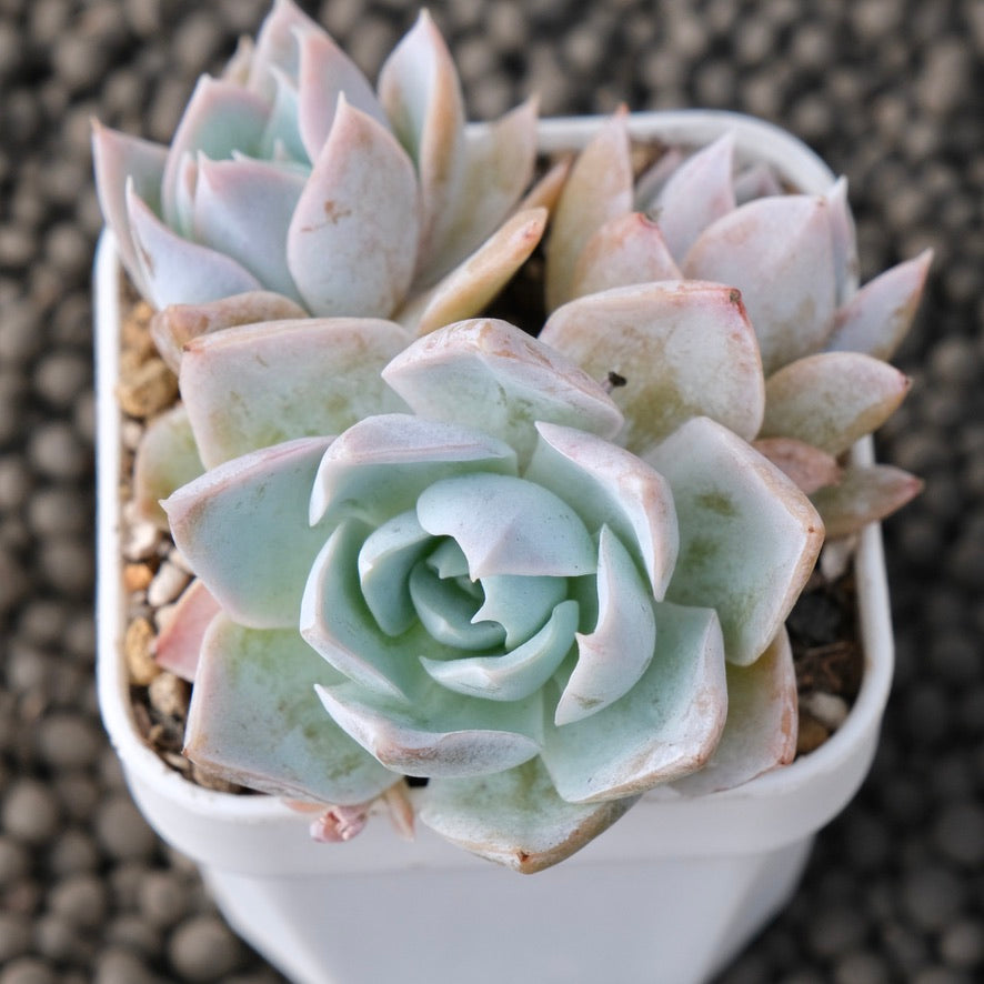 Sedum suaveolens Korean Succulent Plant