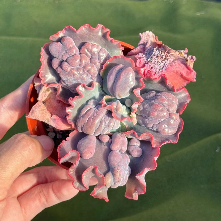 Echeveria Phoenix - Very Rare Dick Wright Hybrid