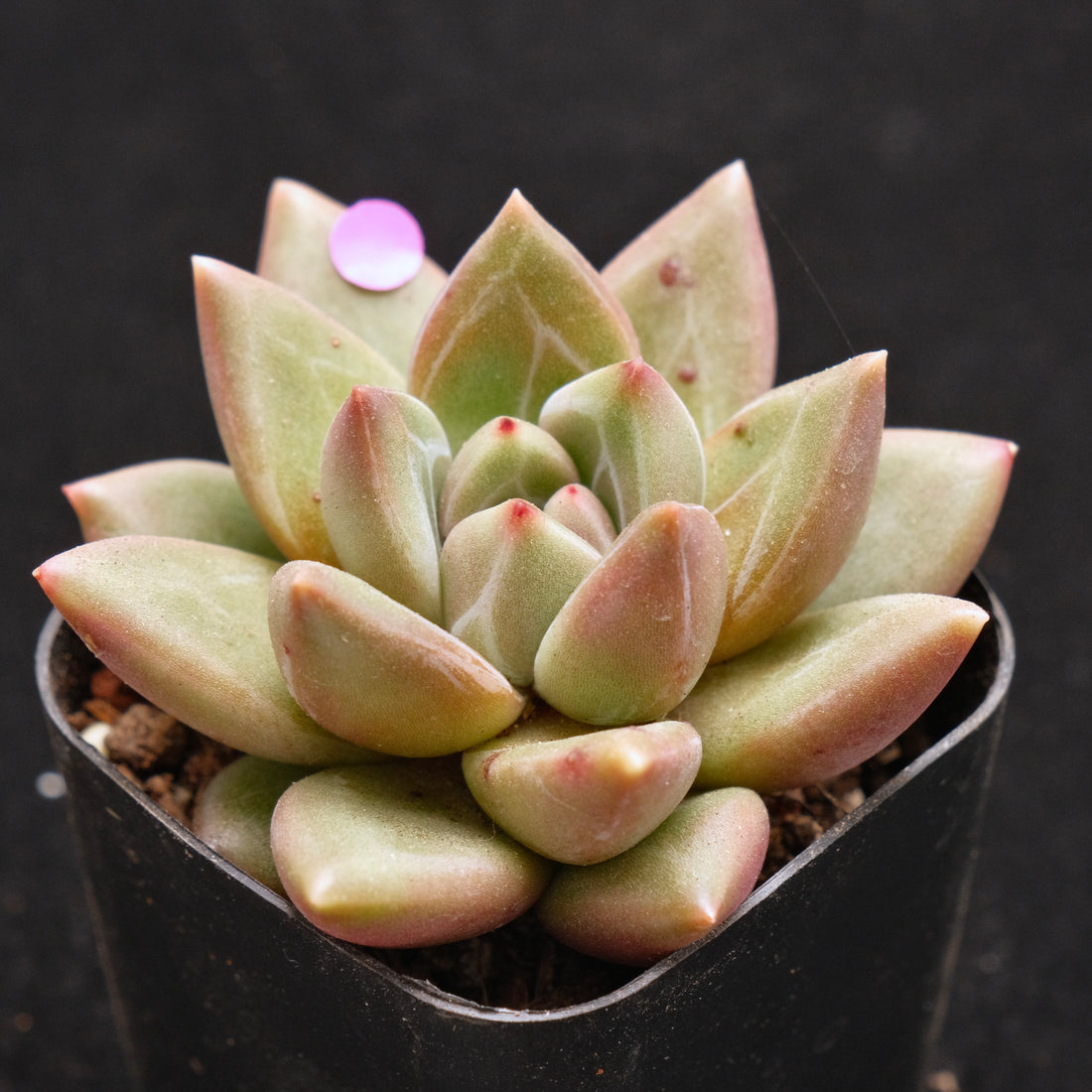 Pachyveria Tivoli Korean Succulent Plant