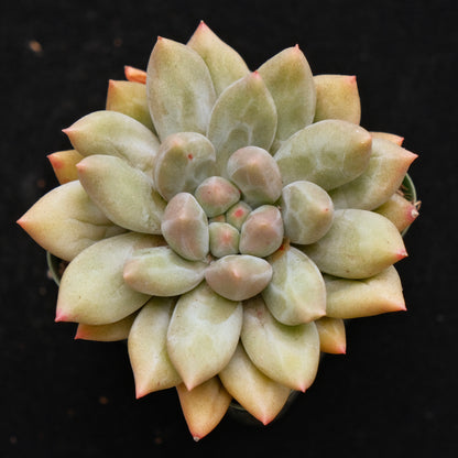 Pachyveria Shooting Star Korean Succulent Plant *Rare*