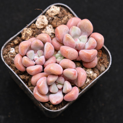 Graptopetalum Polari Heart Korean Succulent Plant