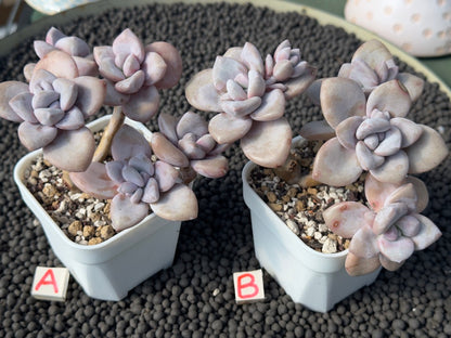 Graptoveria Murasaki Imported Succulent Plant