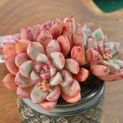 Big Echeveria Echo cluster Imported Succulent Plant