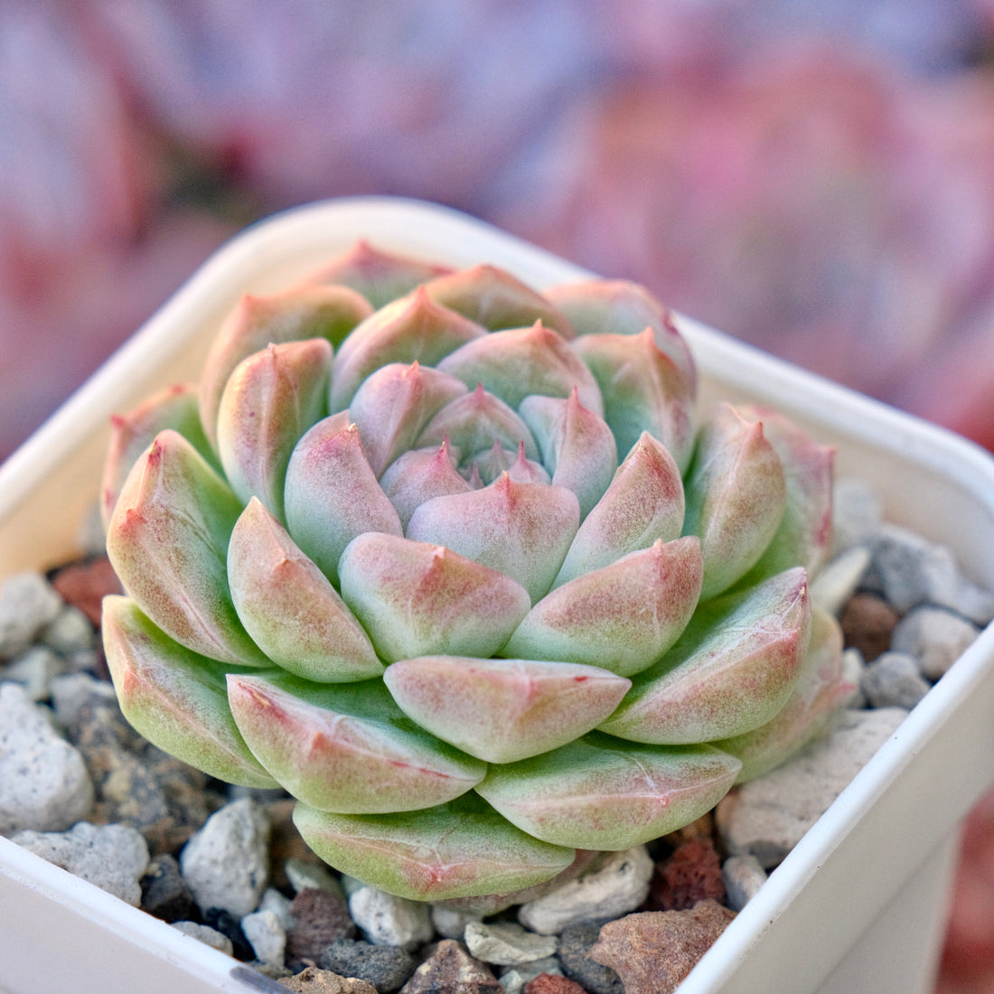 Echeveria Pink Baby Korean Succulent Plant *New*