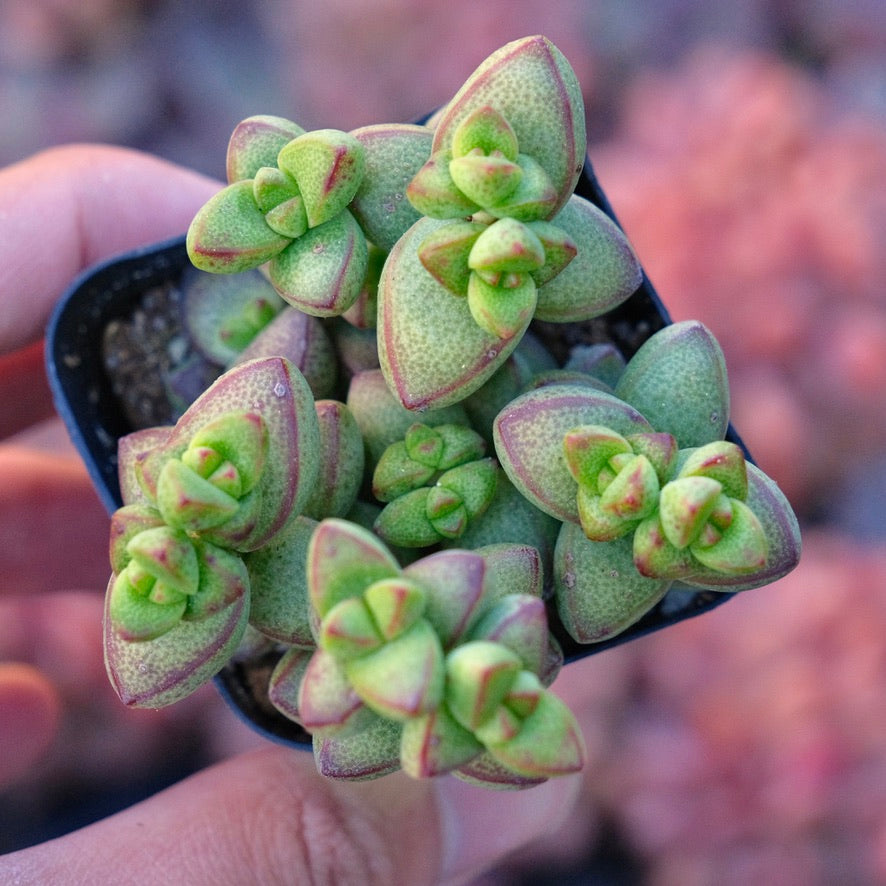 Crassula brevifolia Succulent Plant