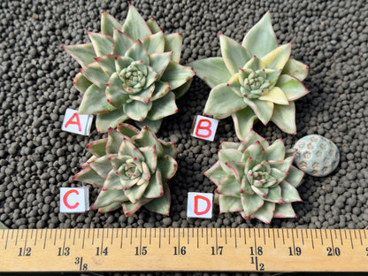 Variegated Echeveria agavoides Korean Succulent Plant