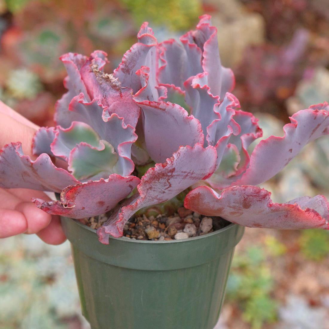 Crested Echeveria Red Trump Succulent Plant Dick Wright Hybrid