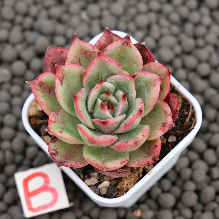 Echeveria Star Boss Imported Succulent Plant