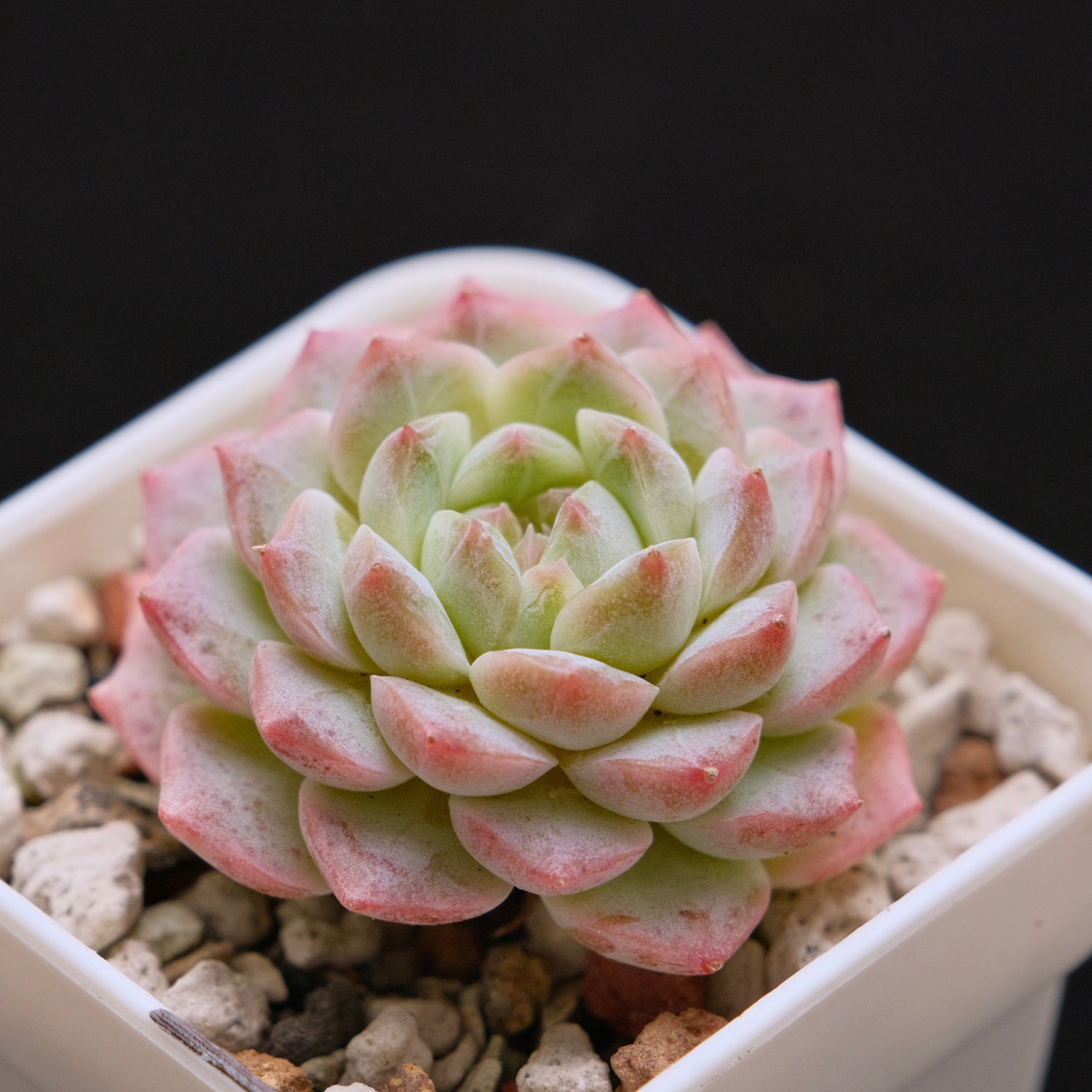 Echeveria hybrid Imported Succulent Plant 溏心杂