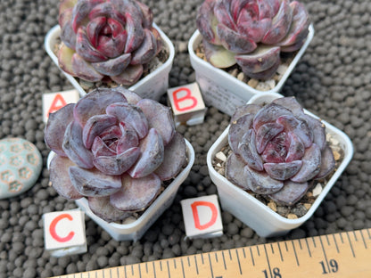 Echeveria Black Top Korean Succulent Plant