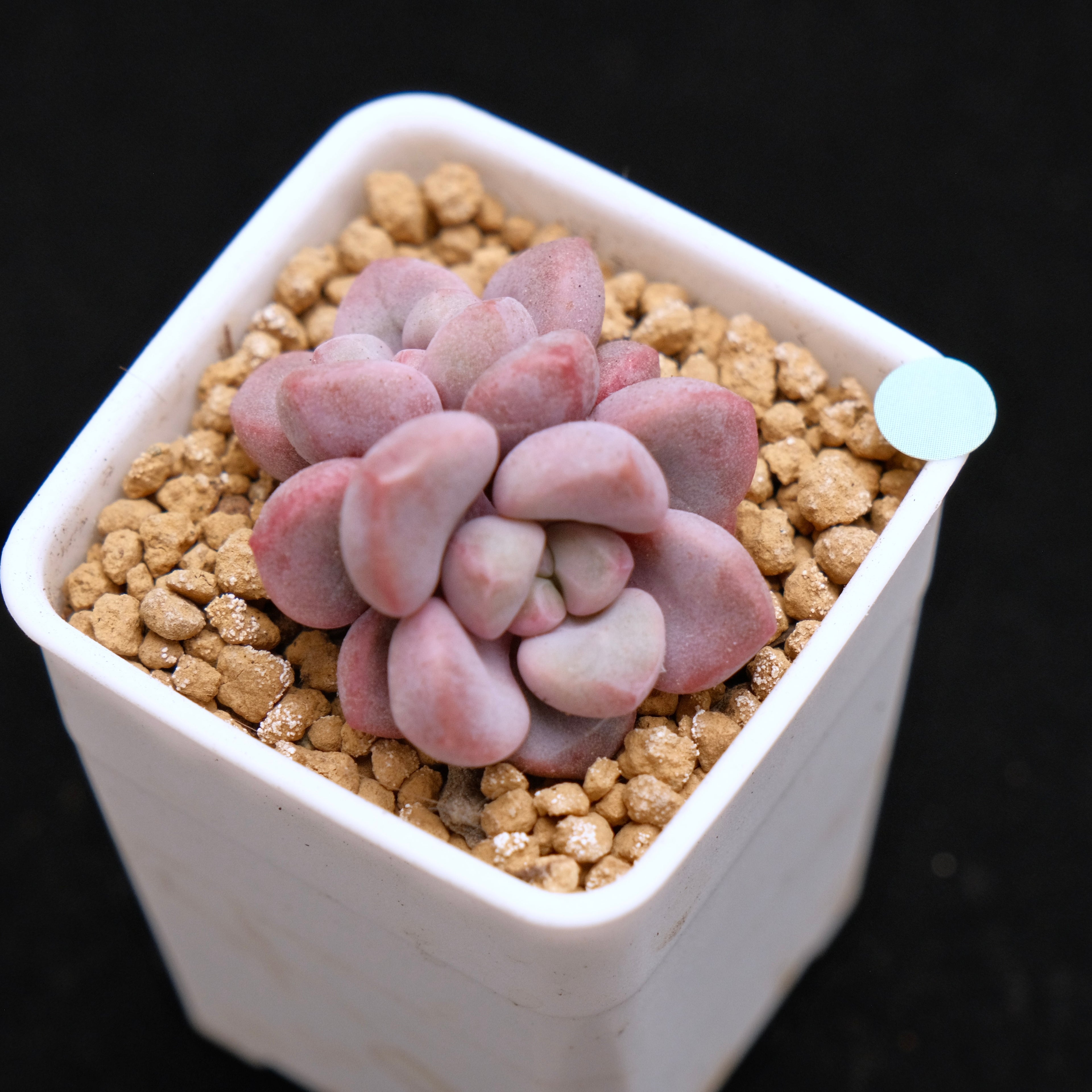 Graptopetalum Polari Heart babies Korean Succulent Plant