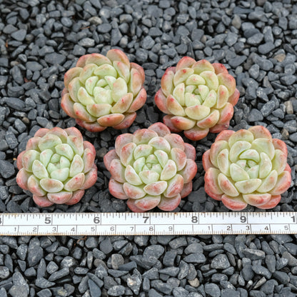 Echeveria Viyant x Monroe Imported Succulent Plant