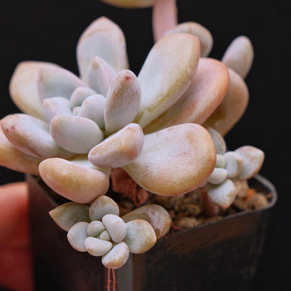 Graptoveria Queens Ball Korean Succulent Plant Air Magic Hybrid