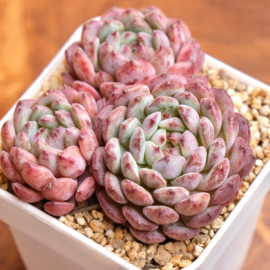 Echeveria White Farm Imported Succulent Plant