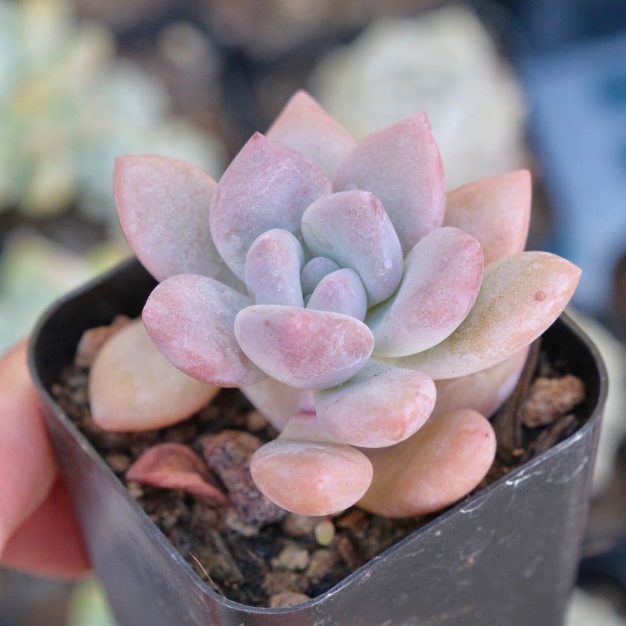 Graptoveria Opalina Succulent Plant