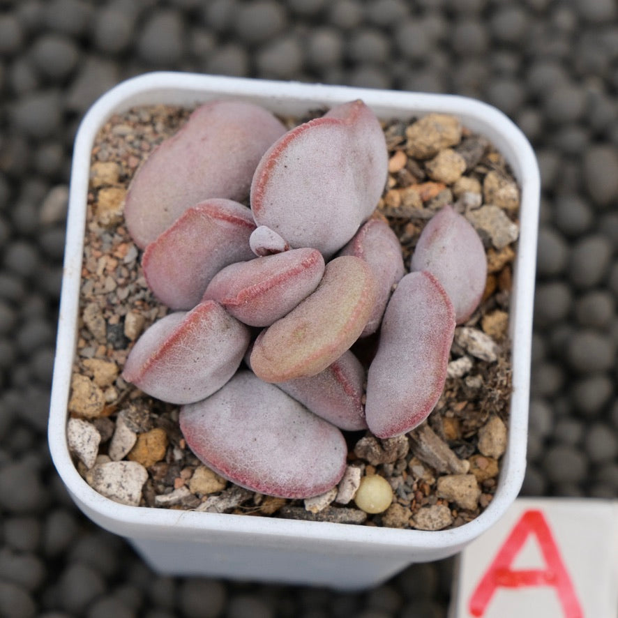 Adromischus Red Egg Imported Succulent Plant