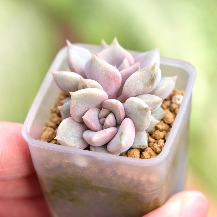 Echeveria Pastel Leon Korean Succulent Plant