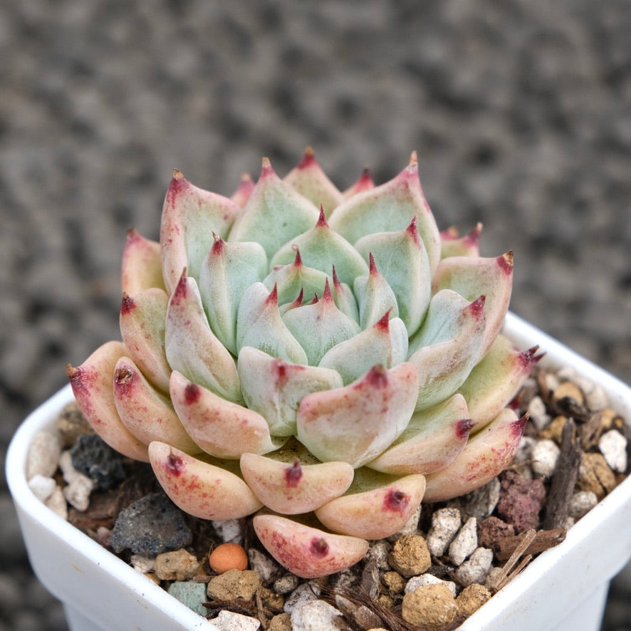 Echeveria zaragoza hybrid Korean Succulent Plant