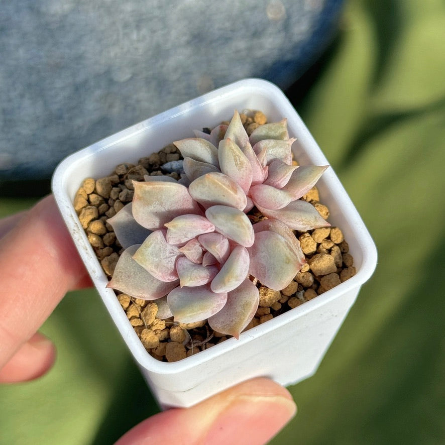 Echeveria Pastel Leon Korean Succulent Plant