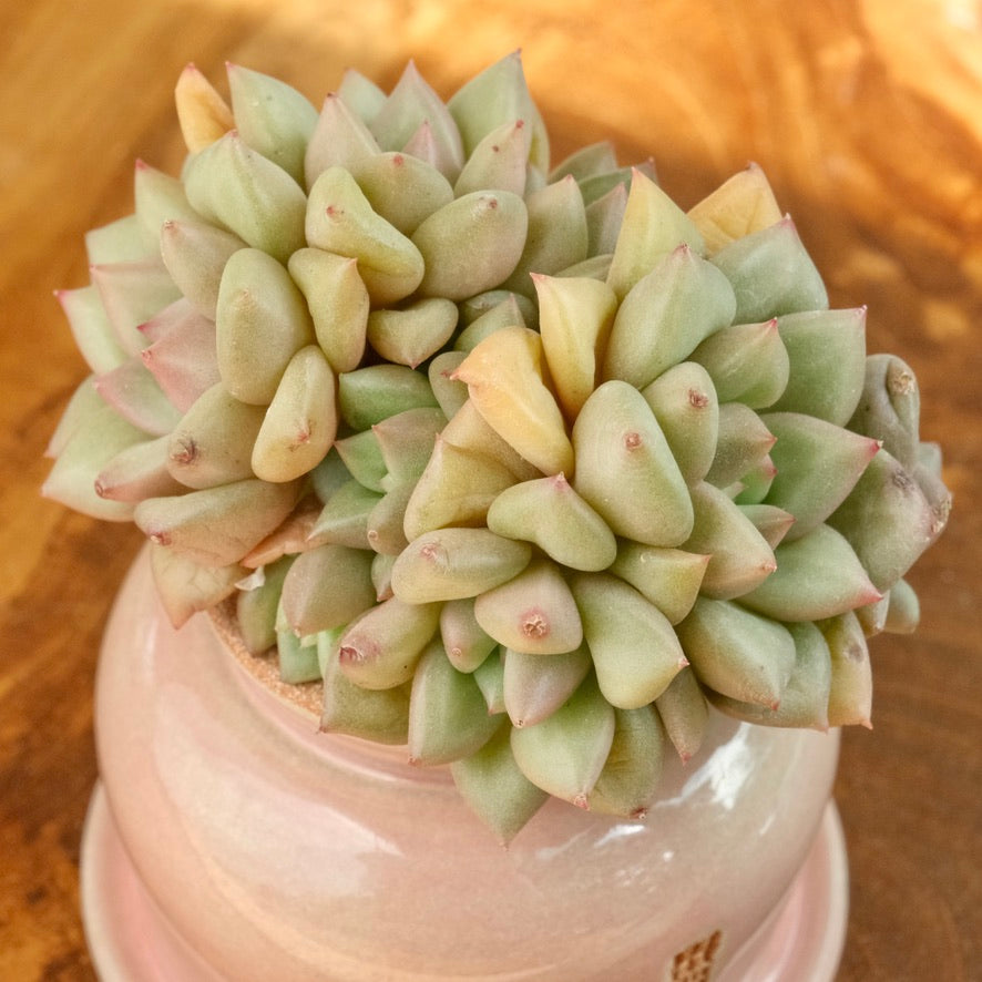 Echeveria JC van Keppel cluster Imported Succulent Plant