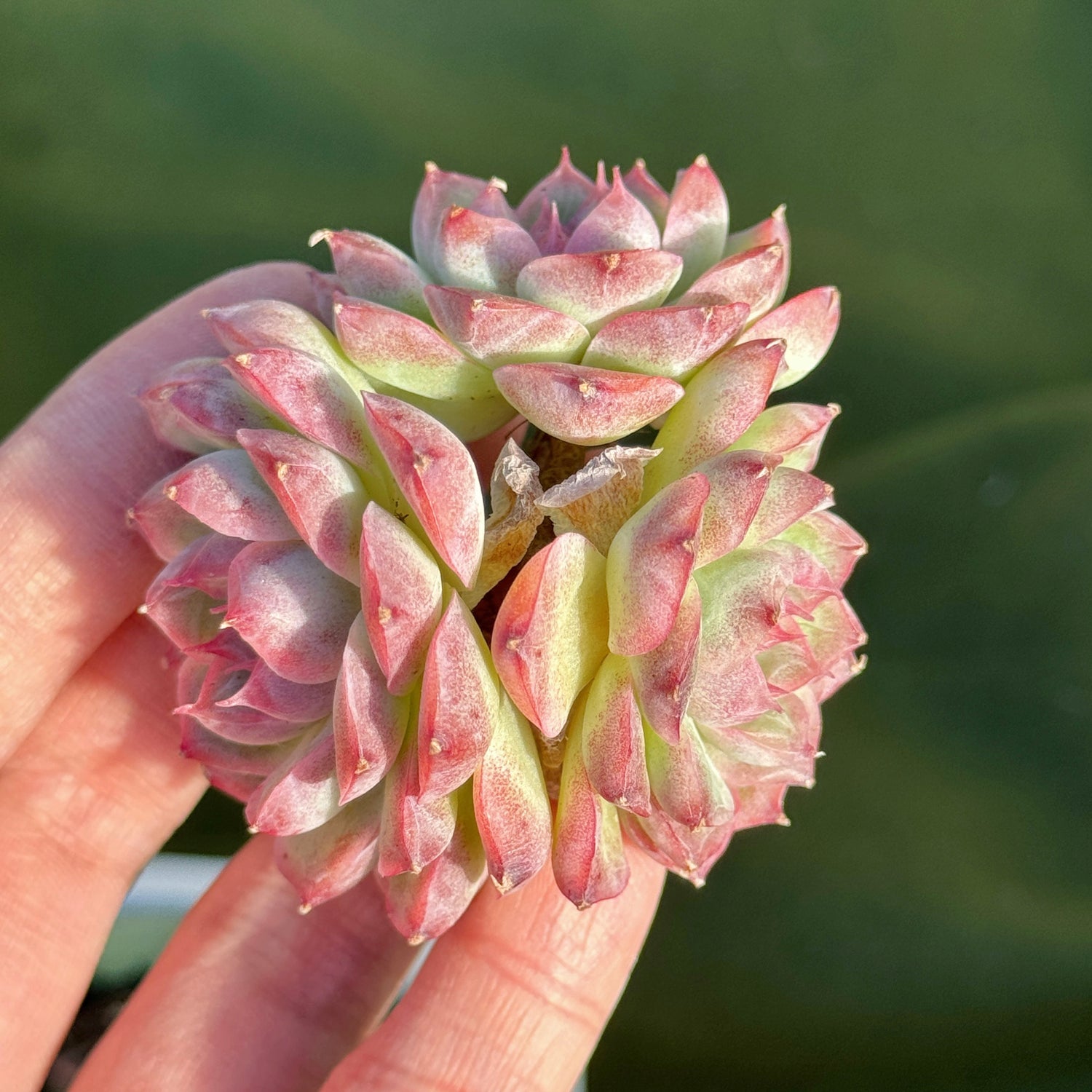 Echeveria Pink Shadow Korean Succulent Plant B *New*