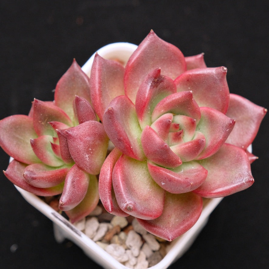 Echeveria Primori Korean Succulent Plant *New*