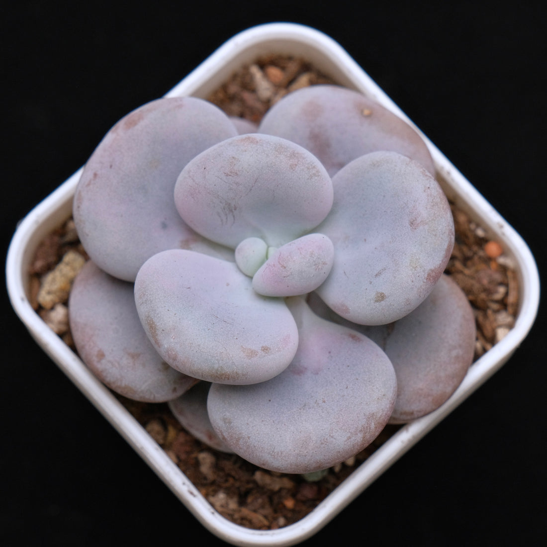 Chubby Pachyphytum hybrid Korean Succulent Plant