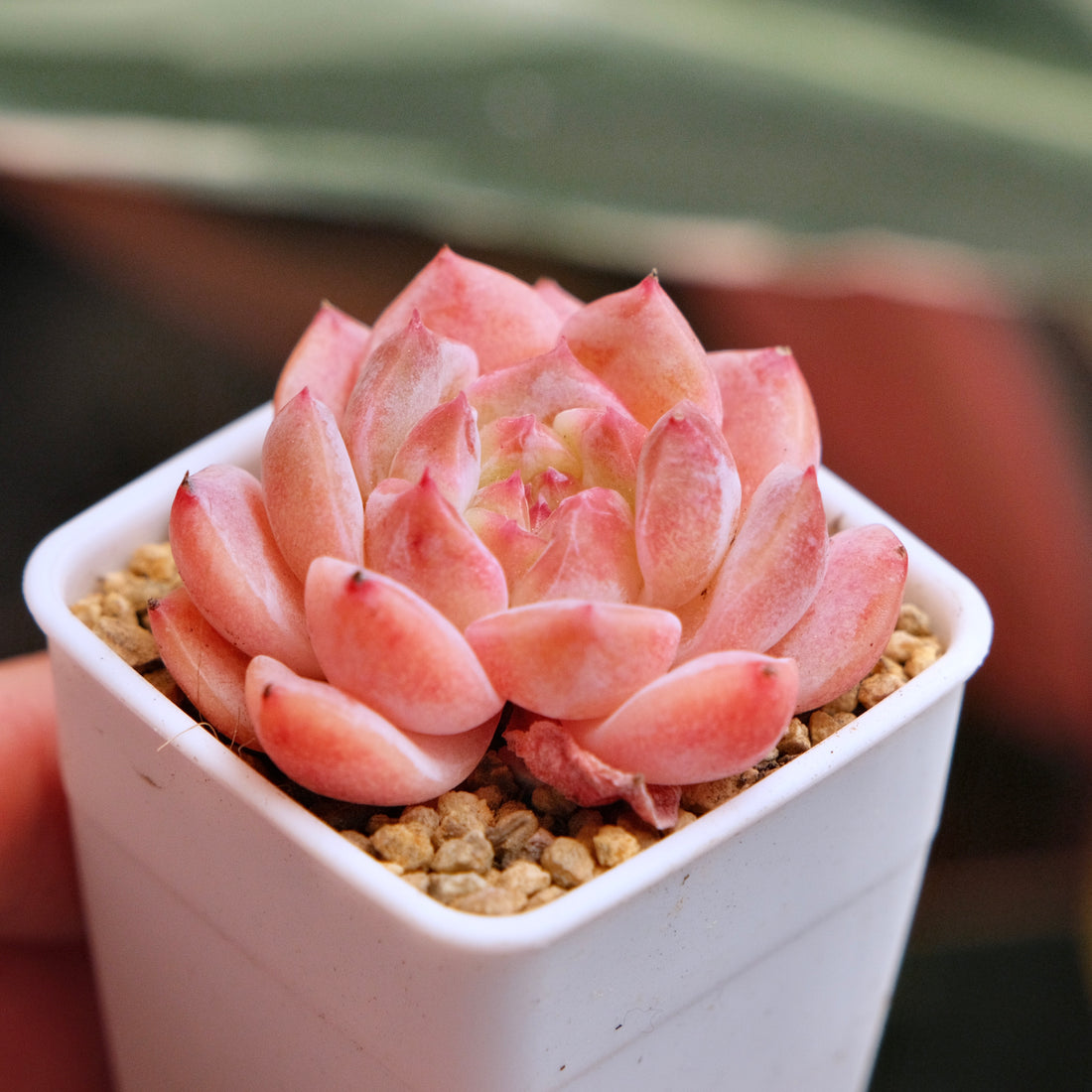 Echeveria hyalina hybrid Korean Succulent Plant *New*