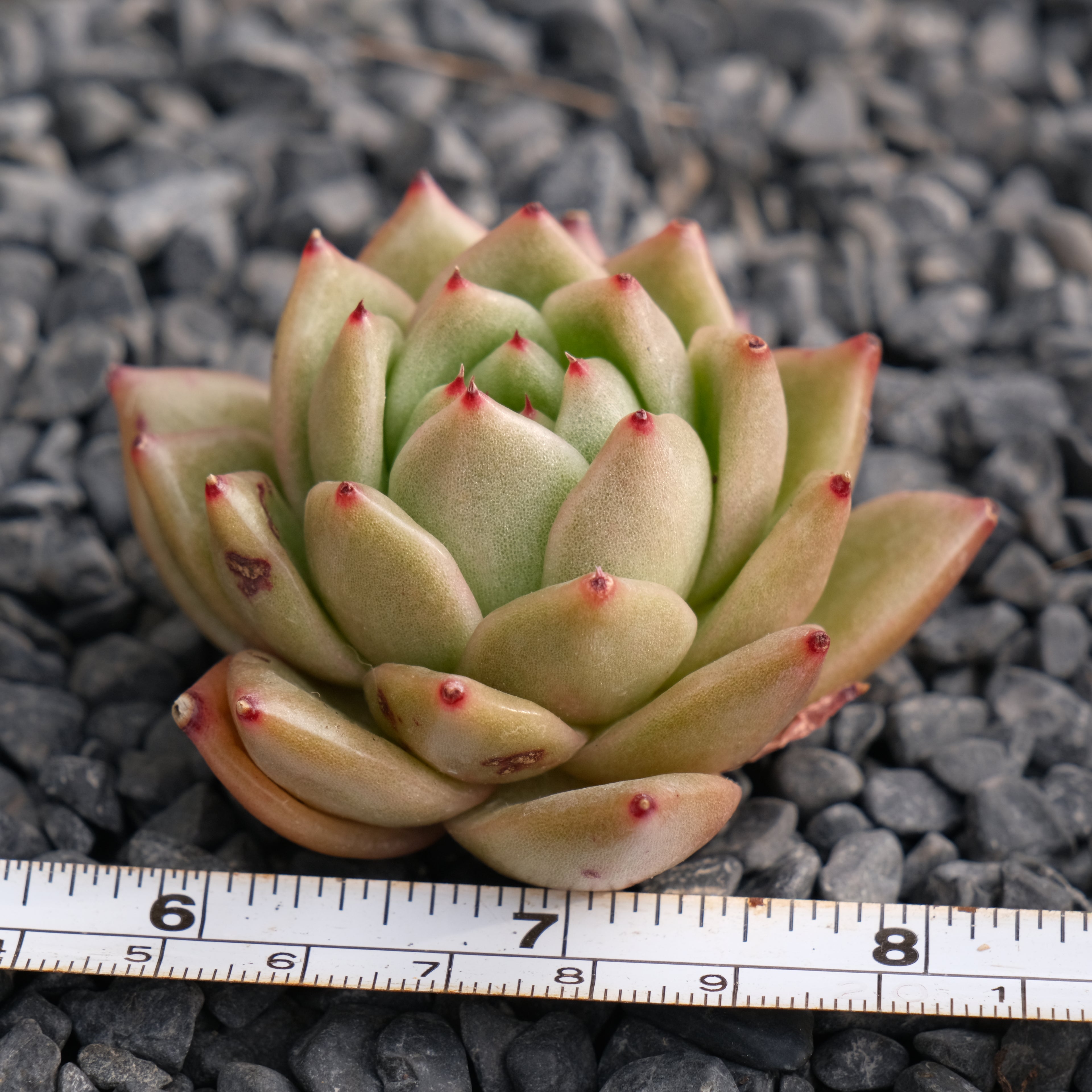 Echeveria Maria Imported Succulent Plant