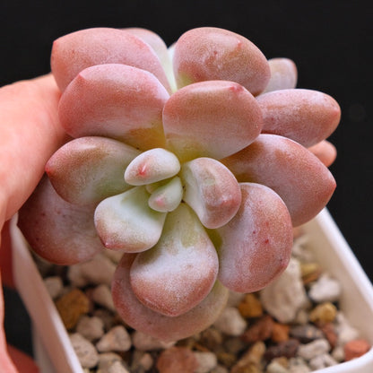 Graptoveria Apricot Candy Korean Succulent Plant