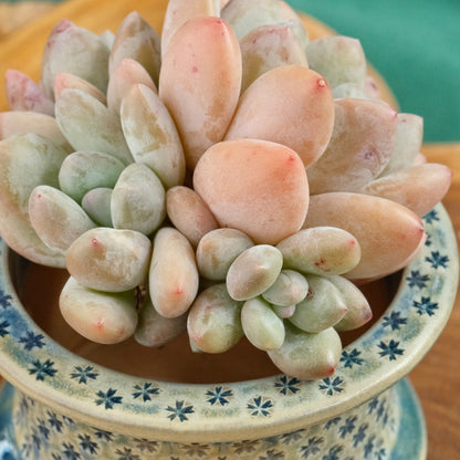 Pachyphytum Frevel cluster Imported Succulent Plant (4 heads)