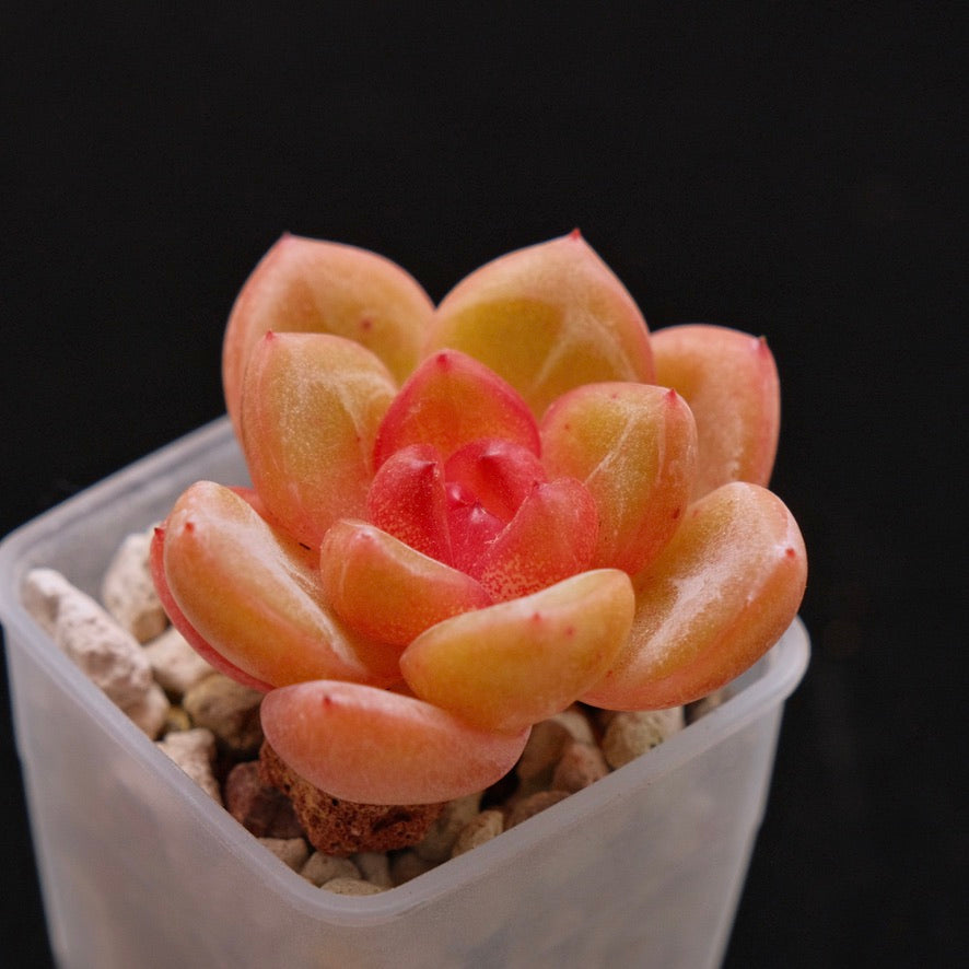 Echeveria Philon Korean Succulent Plant *New*