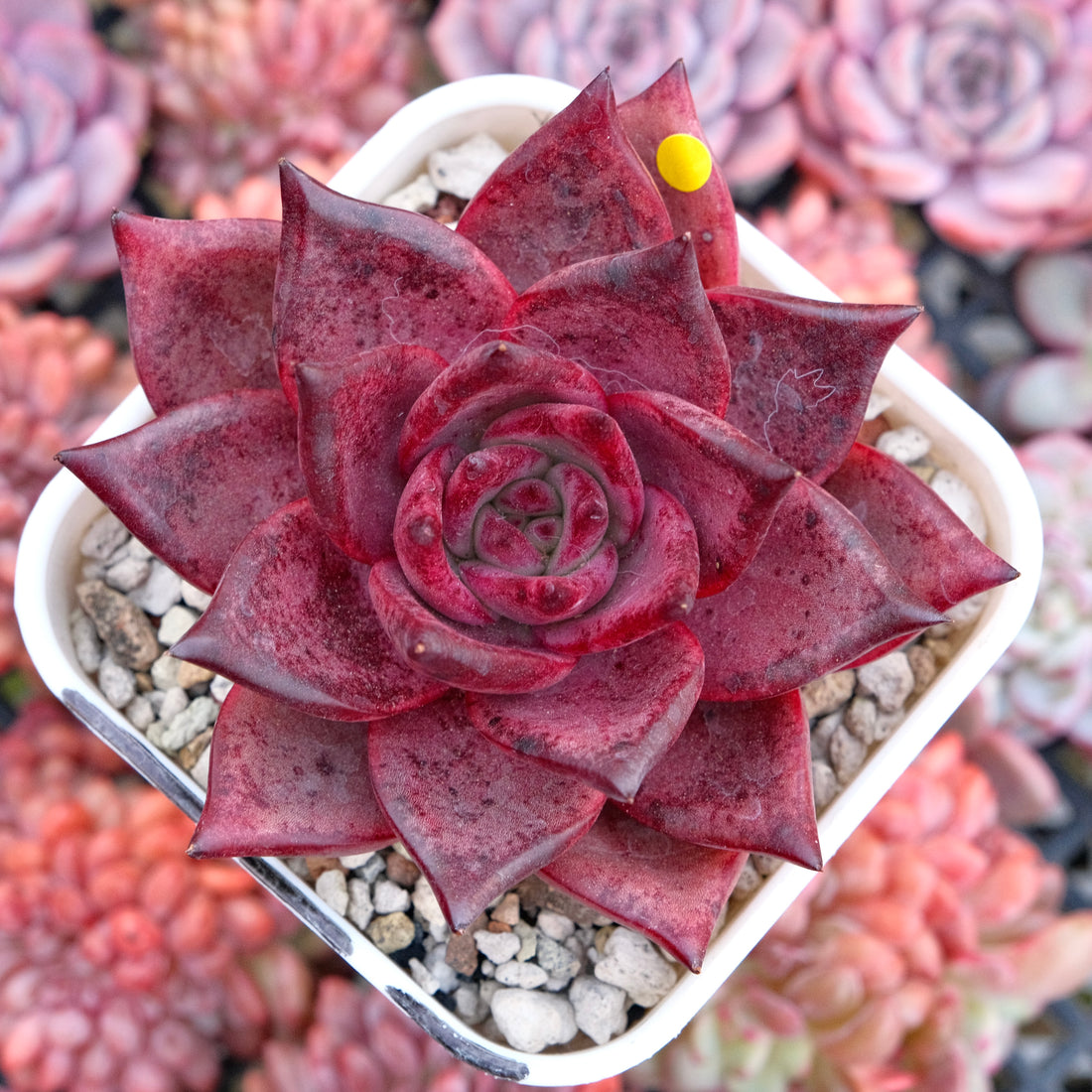 Big Echeveria Romeo Korean Succulent Plant