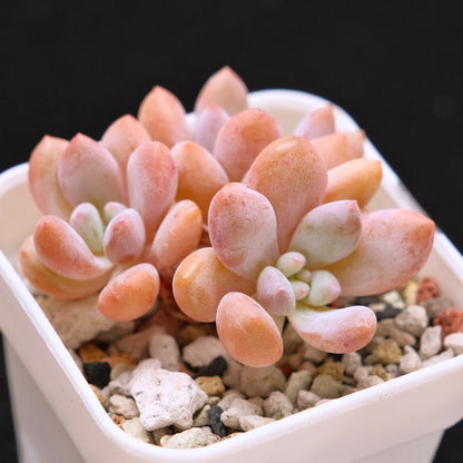 Pachyveria Venus Korean Succulent Plant