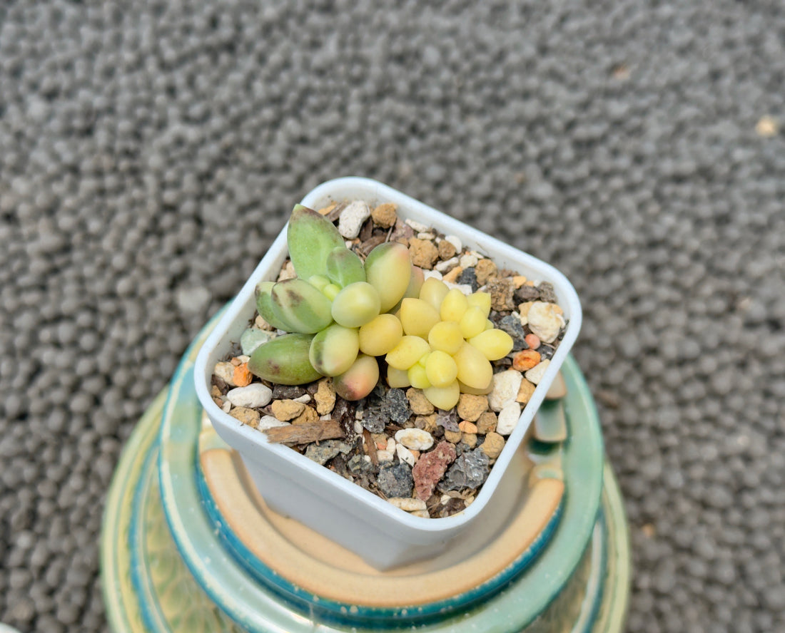 Pachyphytum compactum variegated Imported Succulent Plant