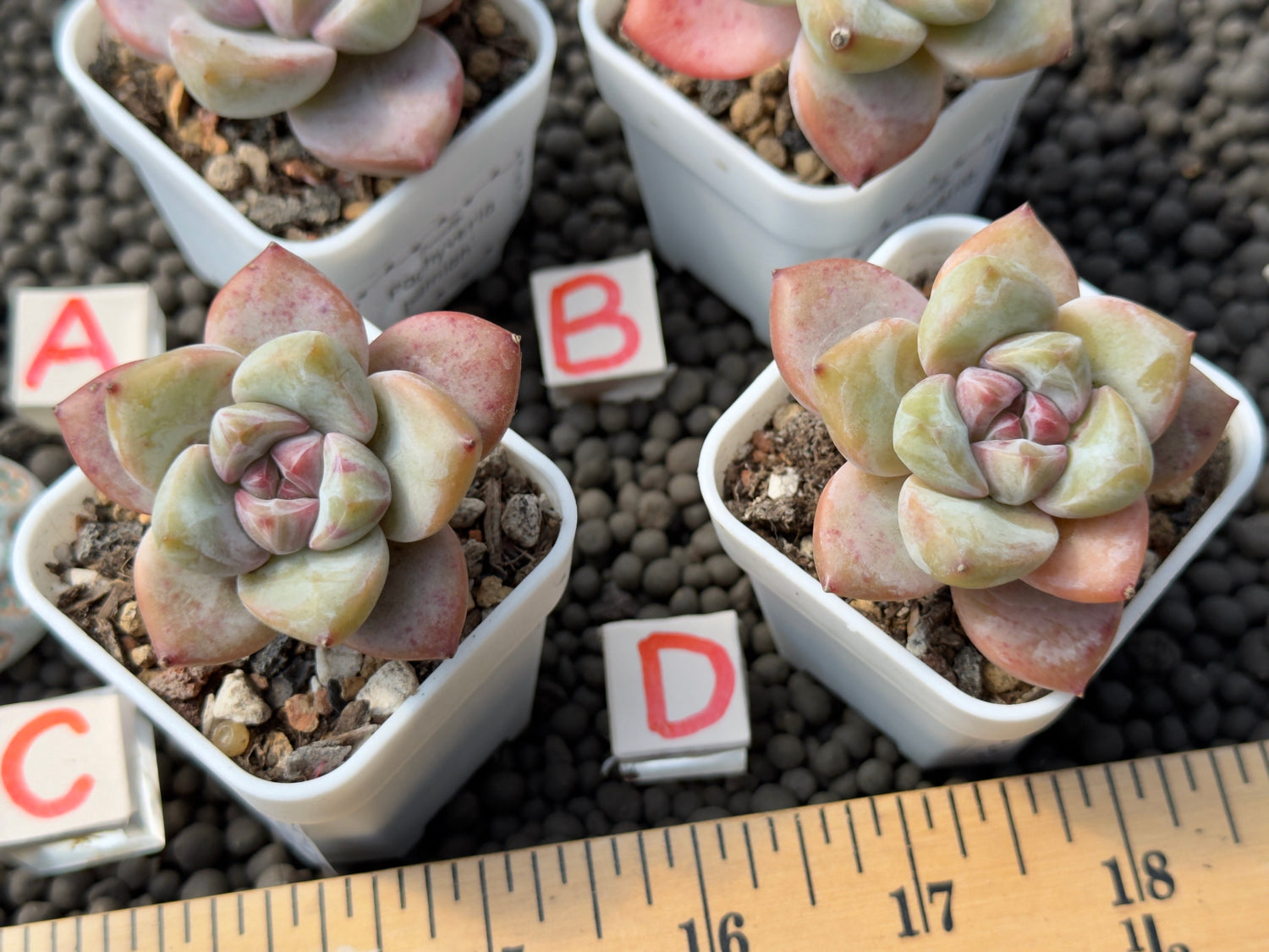 Pachyveria Damian Imported Succulent Plant