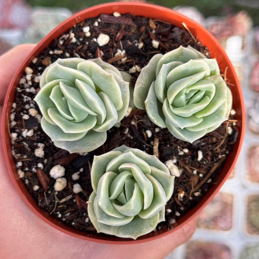 Graptoveria Lovely Rose Succulent Plant